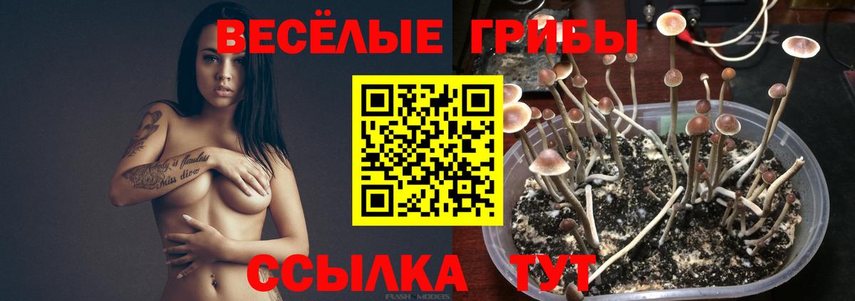 где найти наркотики  Вход с VPN  Череповец  Галлюциногенные грибы прущие грибы 